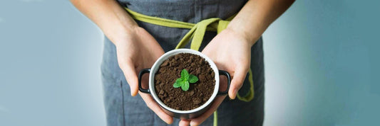 How to use coffee grounds as fertilizer